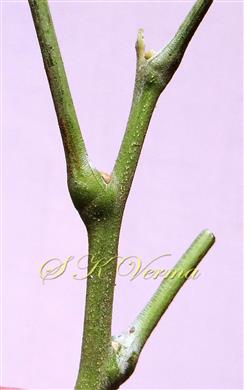  Petioles (Pulvinate at base)